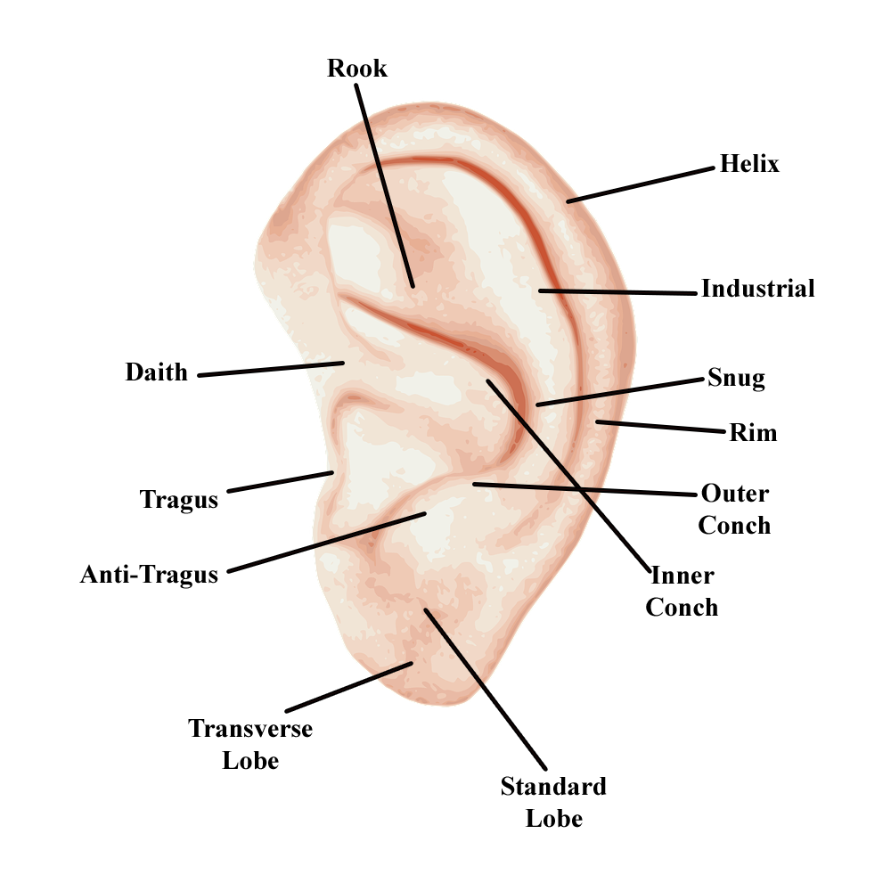 types of ear piercings - labeled ear